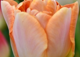 Tulipa Zantucharme (4)